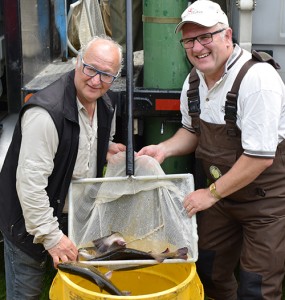 Photo : Jordan Dupuis; Ronald Raymond et Mario Fauteux, conseiller à Saint-Jérôme, lors de l'ensemencement de truites brunes dans la rivière du Nord.