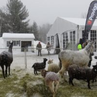 Une mini ferme pour le plaisir des tous !   Photo courtoisie de la Municipalité de Piedmont