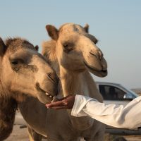 Bédouin des sables avec ses dromadaires à l’heure de l’alimentation à Île de Masirah. Photo Diane Brault