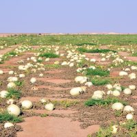 La culture des melons dans les oasis en direction du grand désert d’Arabie, Rub al-Khali. Photo Diane Brault