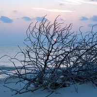 Muthaafushi, Baa Atoll. – Photo Diane Brault