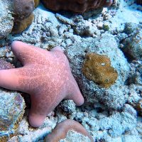 Étoile de mer. Raa Atoll. – Photo Diane Brault