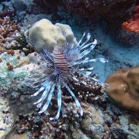 Poisson-Lion appelé racasse volante. Raa Atoll. – Photo Diane Brault