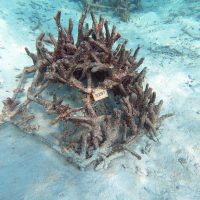 Goidhoo Atoll. Projet scientifique d’implantation de colonies de corail. – Photo Diane Brault