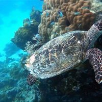 Goidhoo Atoll. – Photo Diane Brault