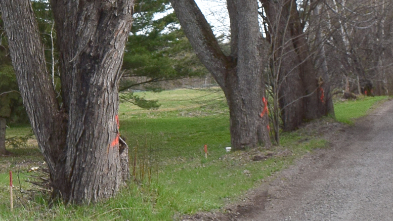 Journal des citoyens - arbres centenaires